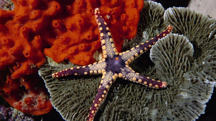 عکس هایی شگفت انگیز از موجودات دریا