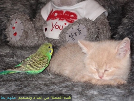 عکس هایی جالب از رابطه دوستانه طوطی و گربه