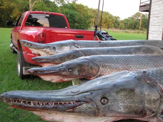 عکسهایی بسیار عجیب از تمساح ماهی