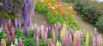 عکس هایی از باغ گلی زیبا و رؤیایی در ژاپن