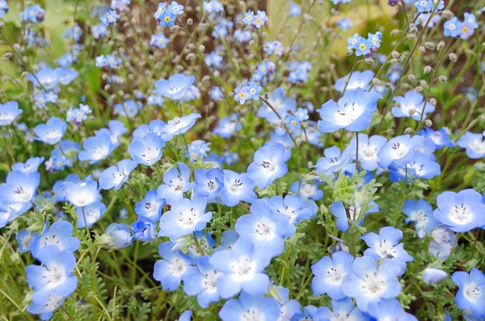 عکس هایی از باغ گلی زیبا و رؤیایی در ژاپن