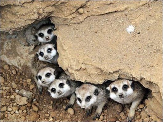 عکس هایی بسیار بامزه و دیدنی از حیوانات