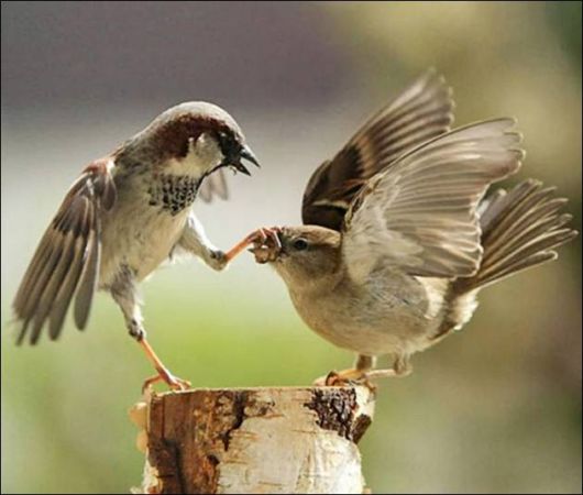 عکس هایی بسیار بامزه و دیدنی از حیوانات