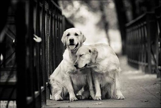 عکس هایی بسیار بامزه و دیدنی از حیوانات