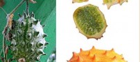 عکس هایی از میوه های شگفت انگیز