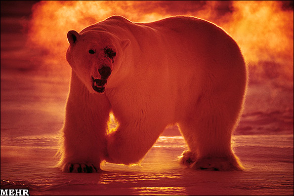 عکس هایی از شگفتی های حیات وحش در قطب