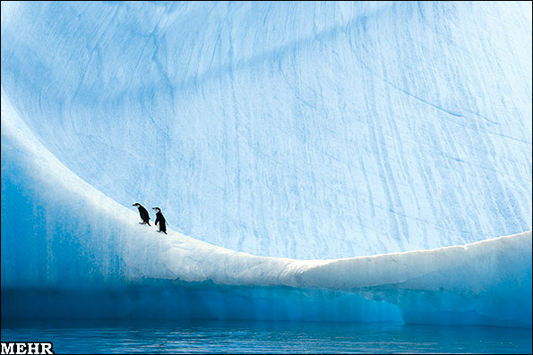 عکس هایی از شگفتی های حیات وحش در قطب