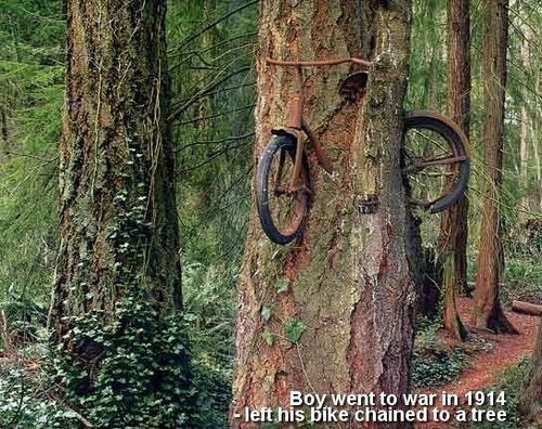 عکس درخت بسیار عجیب و غریب دوچرخه ای !!!!