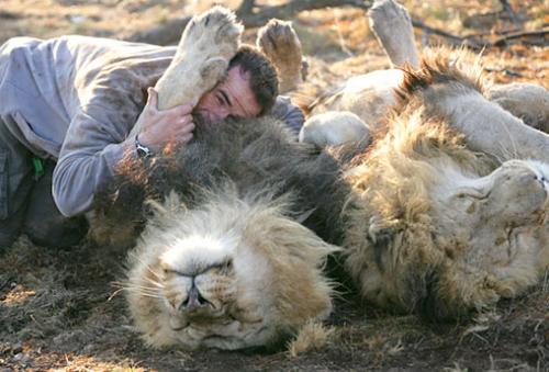 عکس های دوستی عجیب مردی با شیرهای وحشی