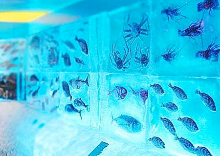 عکسهای آکواریوم بسیار عجیب یخی در ژاپن