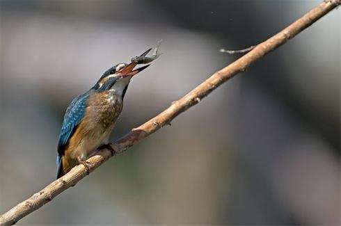 عکس هایی بسیار  دیدنی از شکار پرندگان