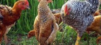 مرغ احمقی که فکر می کند پنگوئن است (+عکس)
