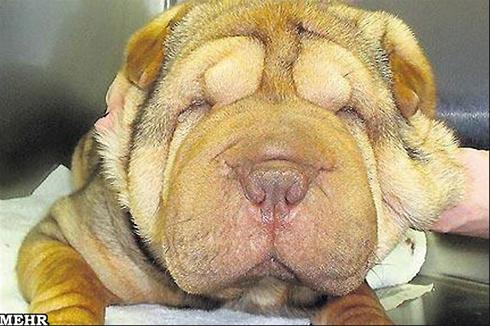 جراحی زیبایی باور نکردنی یک سگ !!! (+عکس)