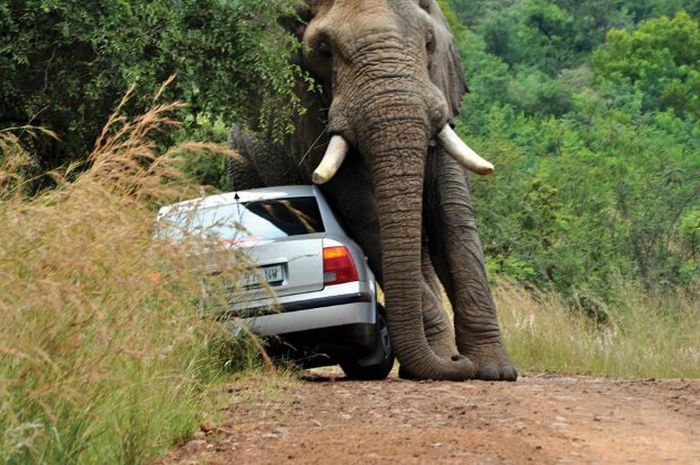 تصاویری خنده دار از عاقبت سبقت گرفتن از یک فیل