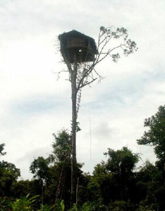 عکسهایی دیدنی از خطرناک ترین خانه های درختی