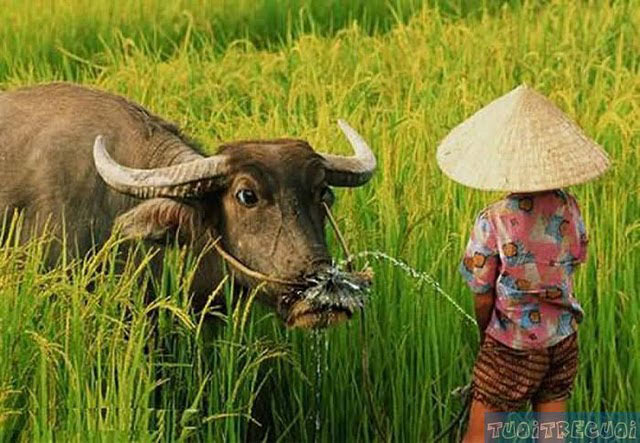 وقایعی بسیار خنده دار که فقط در چین میشه دید