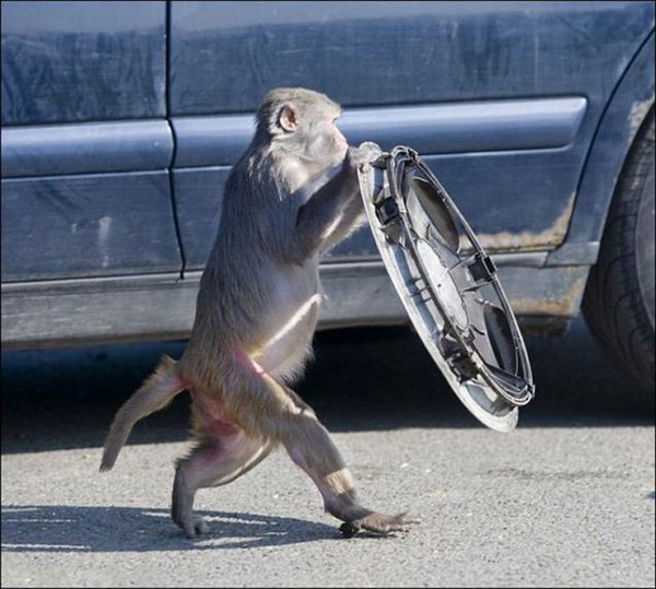 عکس هایی با مزه از غارت یک ماشین توسط میمونها