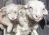 گوسفندی که یک توله سگ بدنیا آورد+عکس