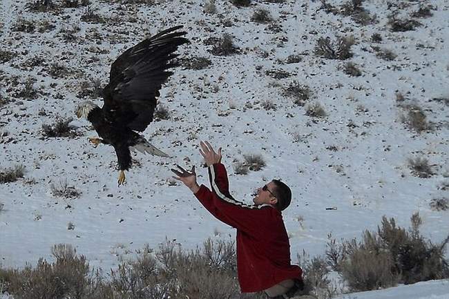زنده ماندن عجیب یک عقاب پس از تصادف با کامیون