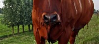 عکس هایی بسیار خوشمزه از اجسام شکلاتی