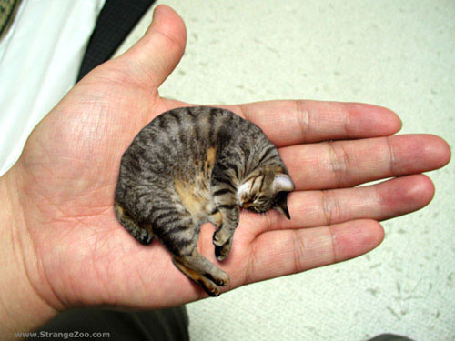 عکس هایی دیدنی از کوچک‏ترین گربه جهان