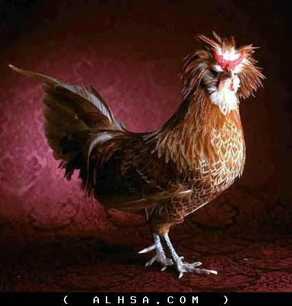 عکس هایی بامزه و دیدنی از فشن خروس ها