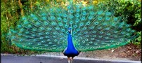 تصاویری دیدنی از زیباترین طاووس های جهان