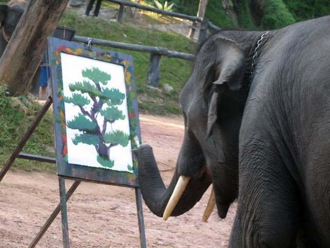 هنر باور نکردنی و خارق العاده یک فیل+تصاویر