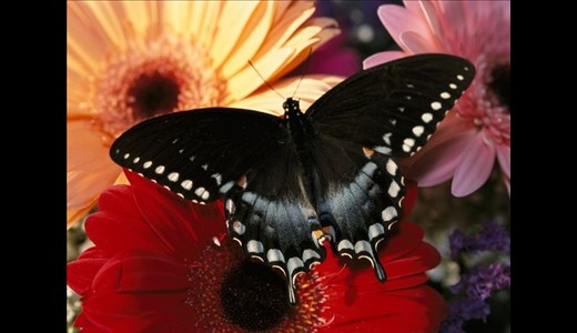عکس هایی از زیباترین پروانه های دنیا+توضیح