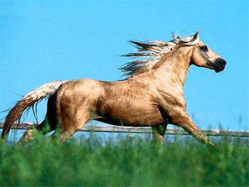 عکس هایی دیدنی از اسب های وحشی و زیبا