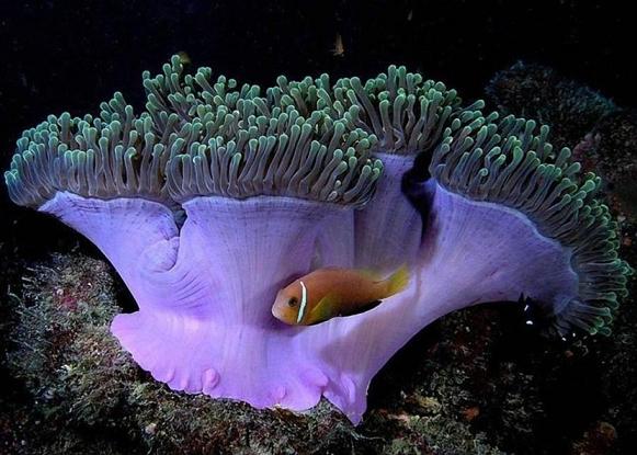 تصاویری رنگارنگ از زیبایی های طبیعت در زیر دریا