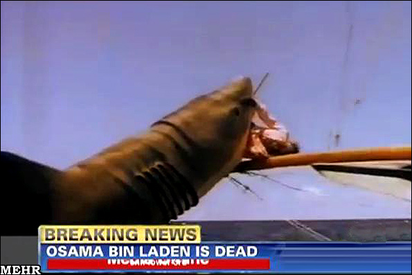عکس هایی از جسد بن لادن در دهان کوسه