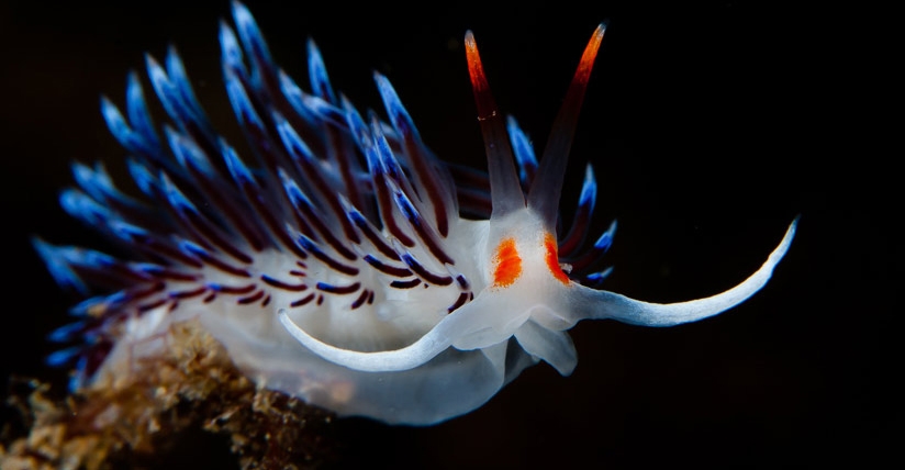 تصاویری رنگارنگ از زیبایی های طبیعت در زیر دریا