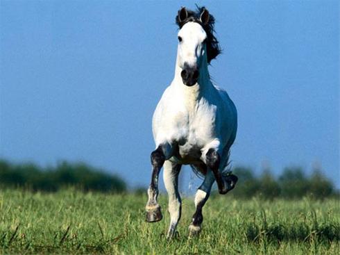 عکس هایی دیدنی از اسب های وحشی و زیبا