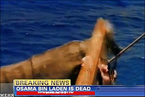 عکس هایی از جسد بن لادن در دهان کوسه