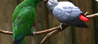هنرنمایی بی نظیر خداوند در آفرینش پرندگان رنگارنگ