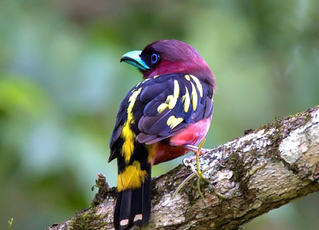 هنرنمایی بی نظیر خداوند در آفرینش پرندگان رنگارنگ
