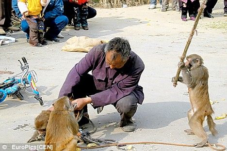 عکس هایی خنده دار از برخورد انسان و حیوان
