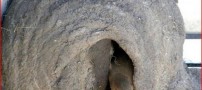 عکس هایی دیدنی از لانه سازی بسیار زیبای یک پرنده