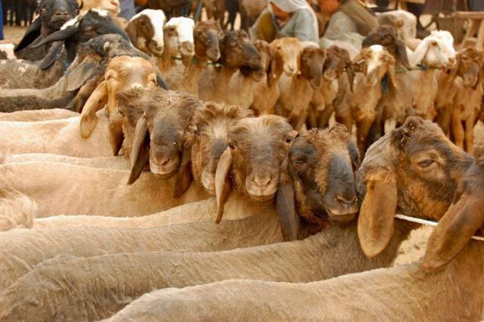 عکسهای دیدنی چهارشنبه : 27 مرداد 1389
