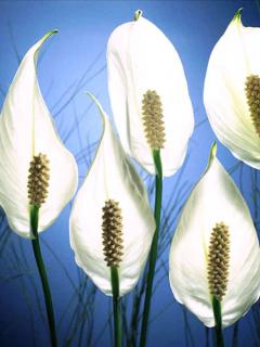 عکسهایی برای موبایل با موضوعات گلها و کودکان