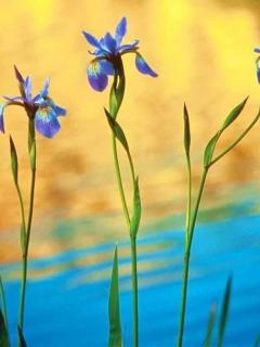 عکسهایی برای موبایل با موضوعات گلها و کودکان