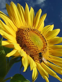عکسهایی برای موبایل با موضوعات گلها و کودکان
