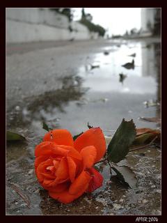 عکسهایی برای موبایل با موضوعات گلها و کودکان