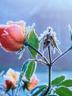 عکسهایی برای موبایل با موضوعات گلها و کودکان