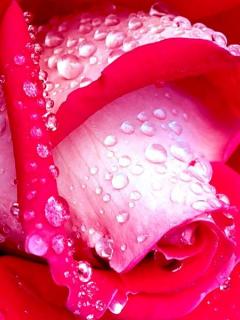 عکسهایی برای موبایل با موضوعات گلها و کودکان