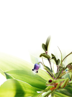 عکسهایی برای موبایل با موضوعات گلها و کودکان