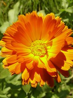 عکسهایی برای موبایل با موضوعات گلها و کودکان