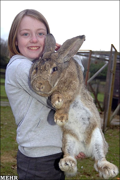 رالف، دومین خرگوش بزرگ دنیا!!