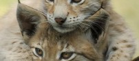 عکس هایی شگفت انگیز و زیبا از دنیای حیوانات